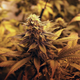 Image for article titled Better Know a Bud, Exploding Icebergs, and Nobody Expects the Spanish Inquisition